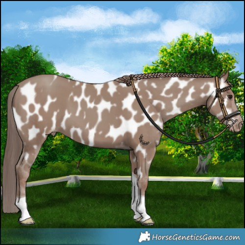 Horse Color:Classic Champagne Tobiano Near Leopard 