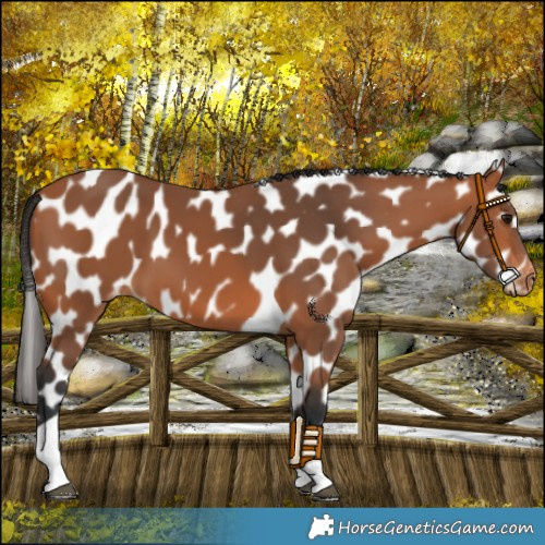 Horse Color:Bay Tobiano Appaloosa
