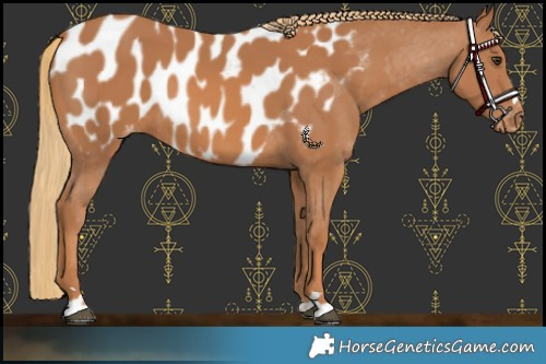 Horse Color:Chestnut Near Leopard 