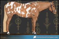 Horse Color:Chestnut Near Leopard