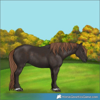 Horse Color:Liver Chestnut Rabicano 