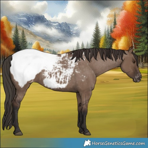 Horse Color:Liver Red Dun Appaloosa 