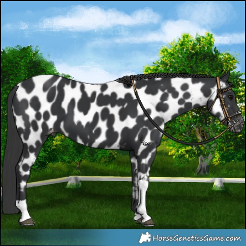 Horse Color:Black Tobiano Near Leopard 