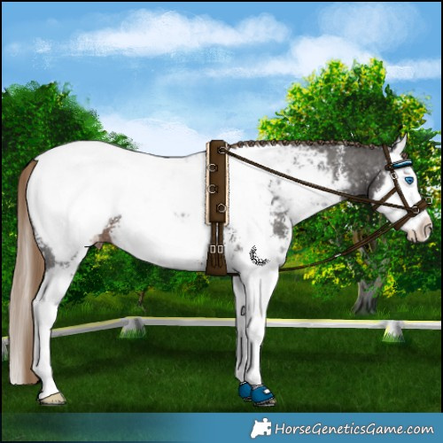 Horse Color:Liver Chestnut Sabino Splash Appaloosa