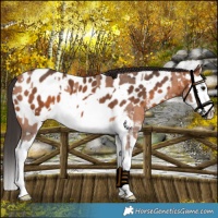 Horse Color:Bay Sabino Splash Frame Appaloosa  and Bay Splash Appaloosa 