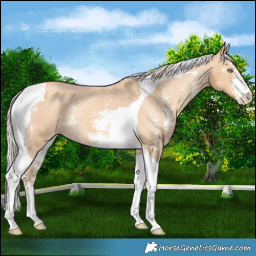 Horse Color:Gold Cream Champagne Sabino Tobiano Appaloosa