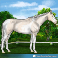 Horse Color:Gold Cream Champagne Sabino Tobiano Varnish 