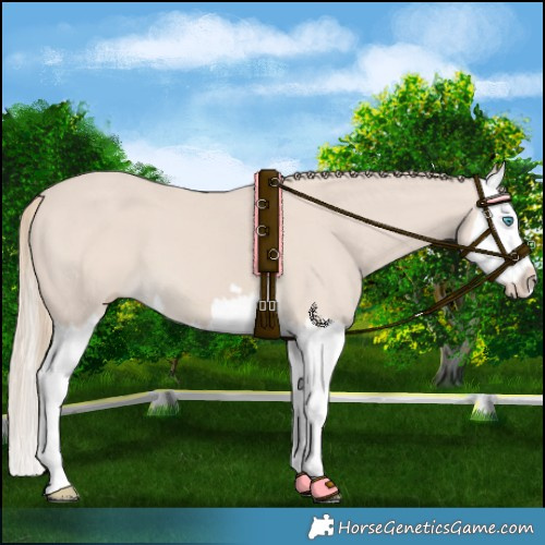 Horse Color:Smoky Creme Splash 