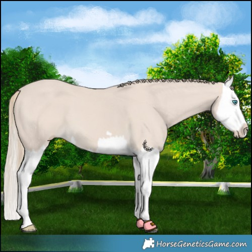 Horse Color:Smoky Creme Splash 