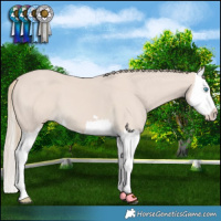 Horse Color:Smoky Creme Splash 