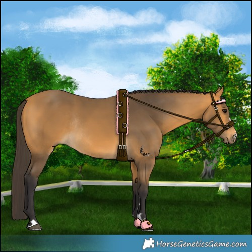 Horse Color:Buckskin Rabicano