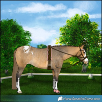 Horse Color:Buckskin Varnish Rabicano 