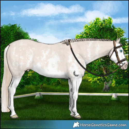 Horse Color:Smoky Creme Sabino Splash 