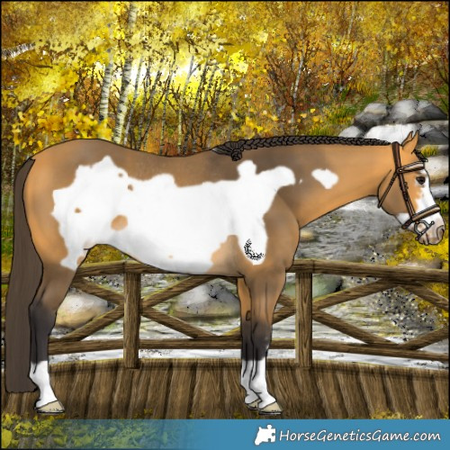 Horse Color:Buckskin Frame Rabicano
