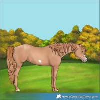 Horse Color:Gold Champagne Frame 