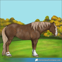 Horse Color:Chocolate Palomino Rabicano 