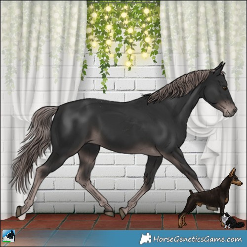Horse Color:Platinum Liver Chestnut Rabicano