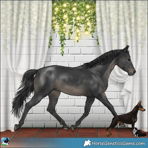 Horse Color:Platinum Black Rabicano