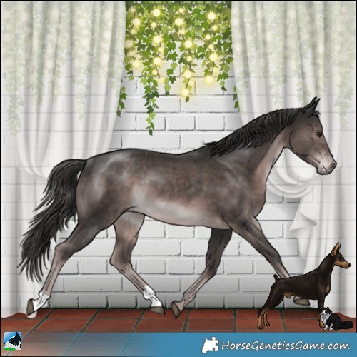 Horse Color:Platinum Liver Chestnut Rabicano 