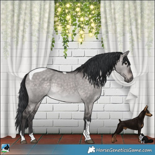 Horse Color:Platinum Brown Dun Tobiano Rabicano 
