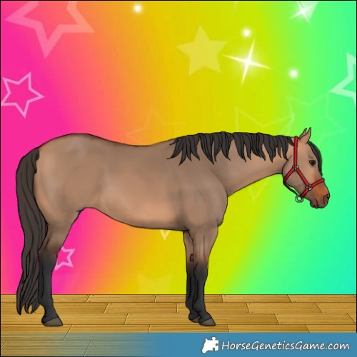 Horse Color:Bay Dun 