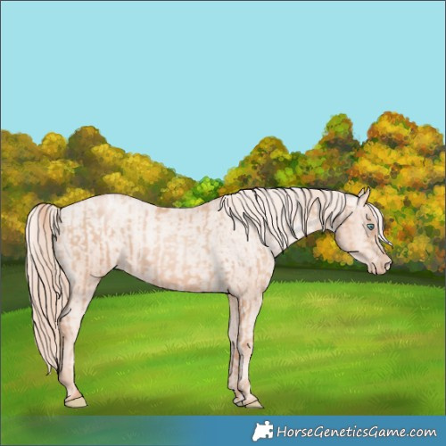 Horse Color:Gold Champagne Pearl Rabicano  and Gold Champagne Pearl Appaloosa Rabicano 