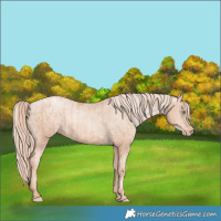 Horse Color:Gold Champagne Pearl Rabicano  and Gold Champagne Pearl Varnish Rabicano 