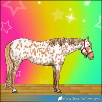 Horse Color:Chestnut Appaloosa 