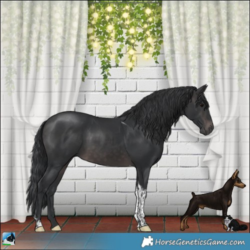 Horse Color:Platinum Brown Tobiano Rabicano