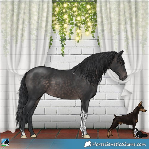 Horse Color:Platinum Brown Tobiano Rabicano 