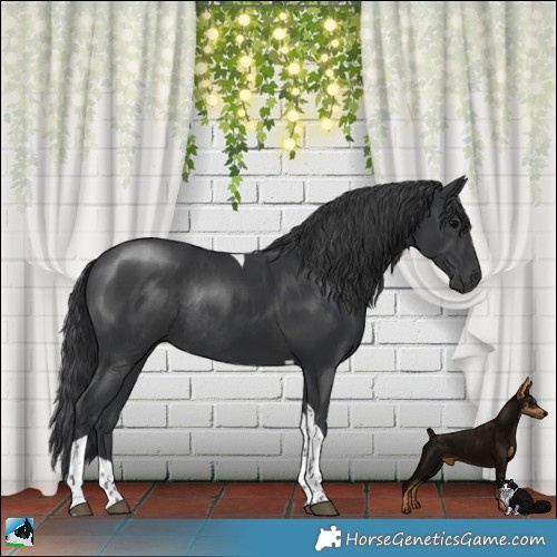 Horse Color:Platinum Black Tobiano Rabicano 