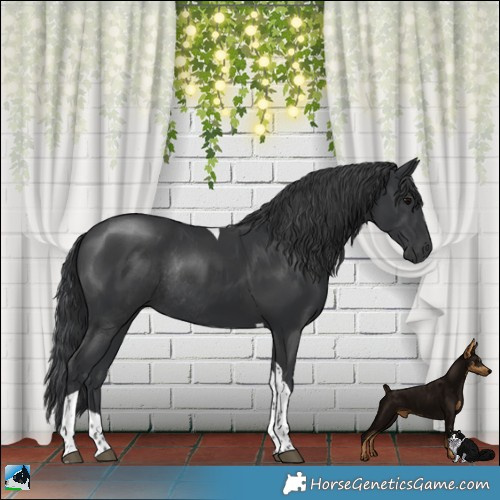 Horse Color:Platinum Black Tobiano Rabicano