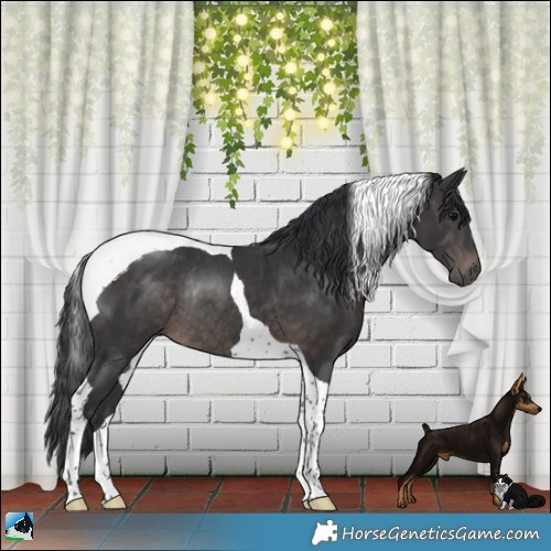 Horse Color:Platinum Brown Tobiano Rabicano