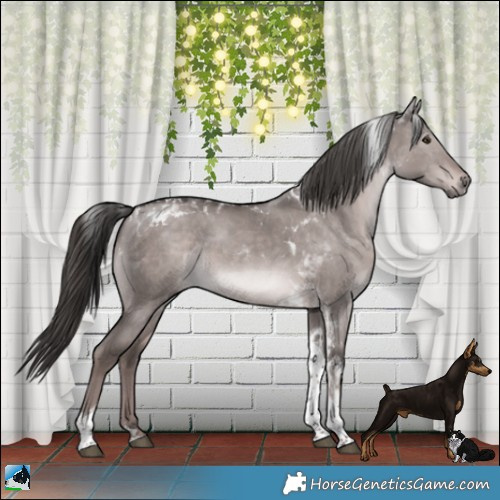Horse Color:Platinum Liver Red Dun Tobiano Rabicano 
