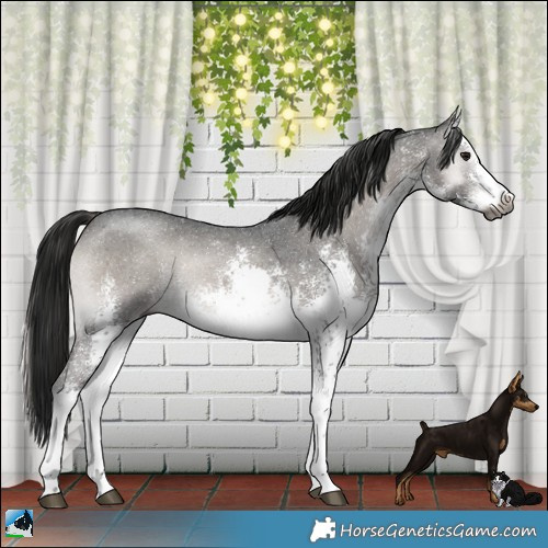 Horse Color:Gray Platinum White Spotted Blue Onyx Sabino Rabicano 