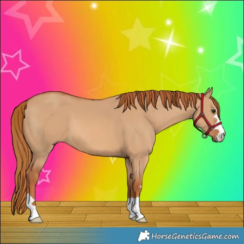 Horse Color:Red Dun 
