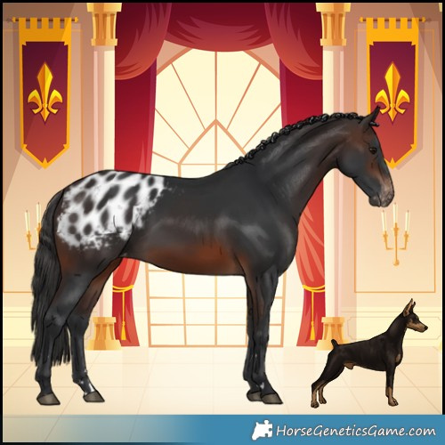 Horse Color:Brown Blanket 
