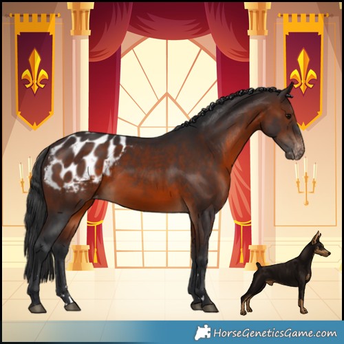 Horse Color:Brown Appaloosa