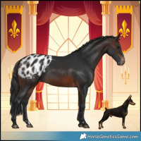 Horse Color:Brown Blanket 