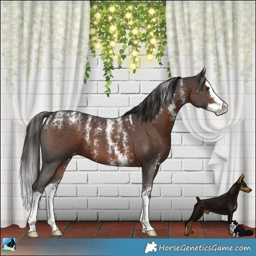 Horse Color:Powder White Liver Chestnut Sabino Splash Varnish