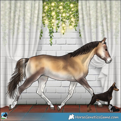 Horse Color:Buckskin Onyx 