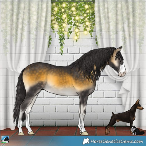Horse Color:Buckskin Onyx
