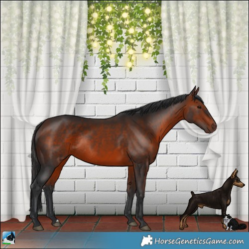 Horse Color:Bay Rabicano 