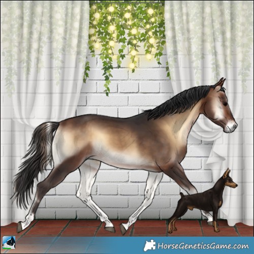 Horse Color:Bay Onyx 