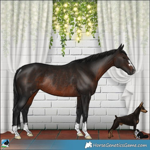 Horse Color:Gray Brown Rabicano