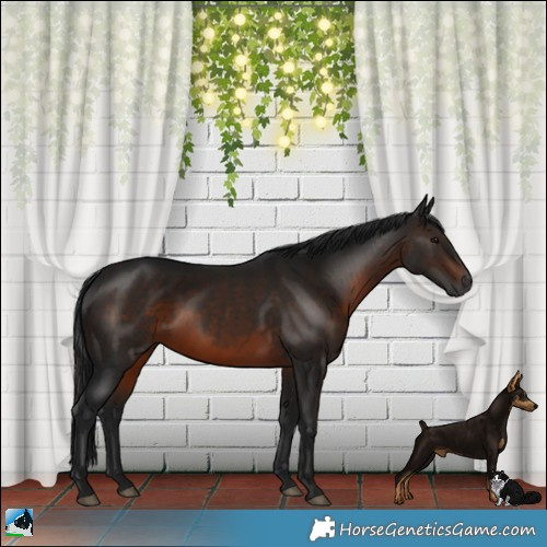 Horse Color:Gray Brown Rabicano