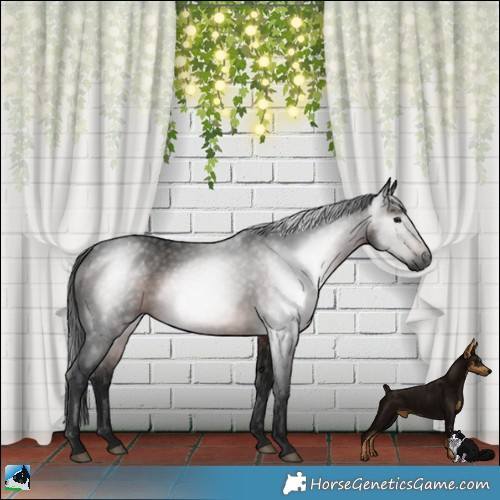 Horse Color:Gray Brown Rabicano