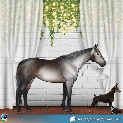 Horse Color:Gray Brown Rabicano
