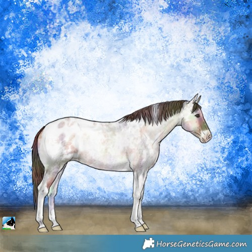 Horse Color:Nacre Red Onyx Ice Roan Tobiano Blanket 