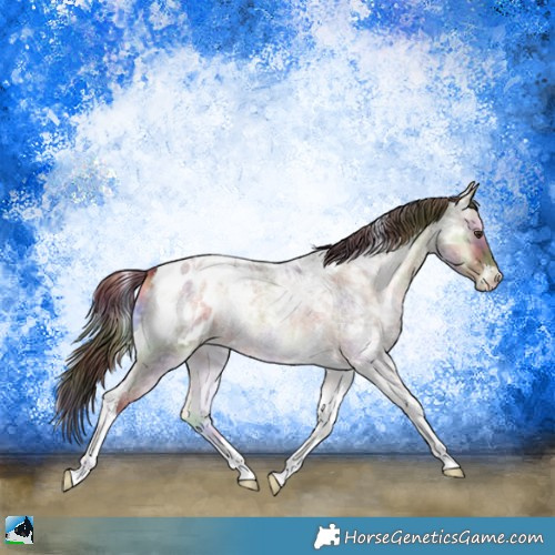 Horse Color:Nacre Red Onyx Ice Roan Tobiano Appaloosa 